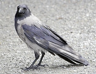 Image showing Hooded Crow