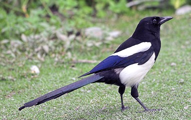 Image showing Black-billed Magpie