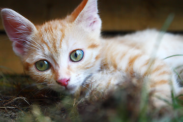 Image showing young cat