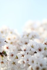 Image showing Cherry blossom against