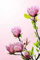 Image showing Spring magnolia tree blossoms on pink-white background