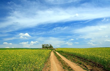 Image showing rape field