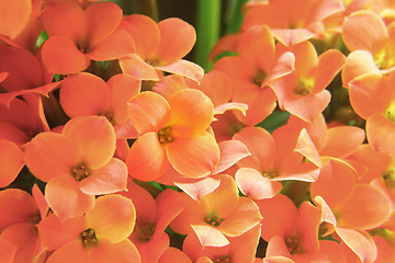 Image showing Beautiful flower of kalanchoe. macro