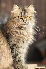 Image showing Cat