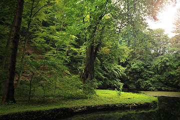 Image showing lake in deep forest