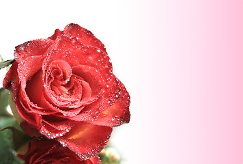 Image showing Red rose