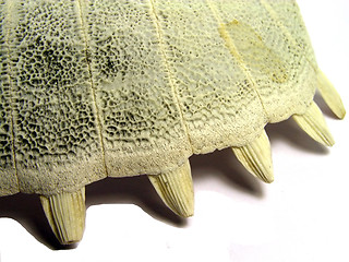 Image showing Turtle shell bone