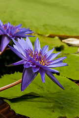 Image showing Water Lilly