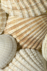 Image showing sea shells