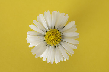 Image showing daisy