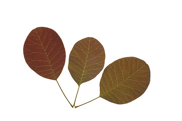 Image showing Three leaves