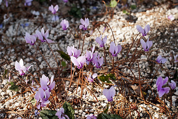 Image showing Cyclamen