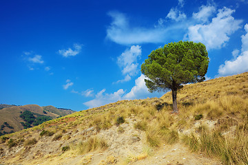 Image showing Lonely pine tree on torrid hills of Calabria