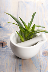 Image showing Aloe vera - herbal medicine 