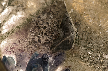 Image showing Frozen flowers. blossoms in the ice cube