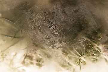 Image showing Frozen flowers. blossoms in the ice cube