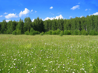 Image showing summer landscape 