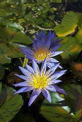 Image showing Water Lilies