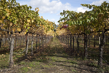 Image showing Grapevines