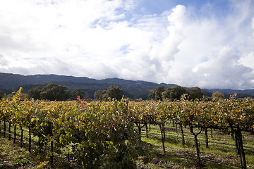 Image showing Napa Valley