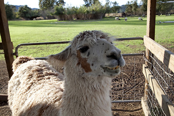 Image showing Smiling Llama