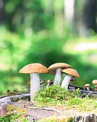 Image showing Orange Cap Boletus mushrooms (Leccinum aurantiacum) 