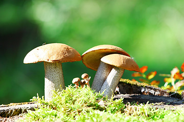 Image showing Orange Cap Boletus mushrooms (Leccinum aurantiacum)