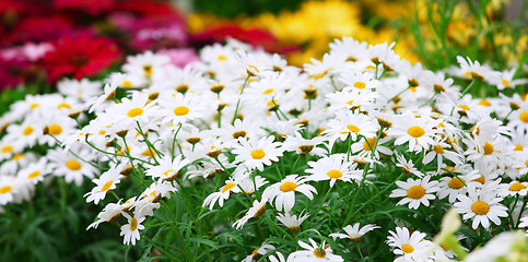 Image showing Green grass with daisy flowers
