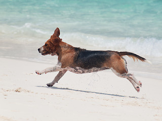 Image showing Running dog on the beach