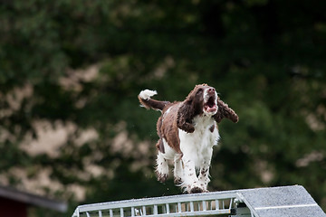 Image showing happy dog