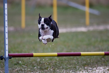 Image showing jumping