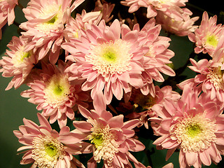 Image showing pink dahlias