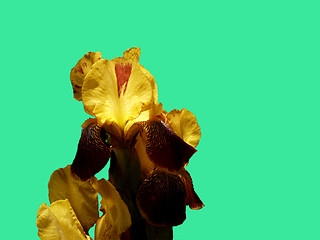 Image showing iris