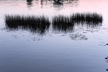 Image showing Silhouettes of water plants