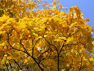 Image showing autumn tree on blue sky background