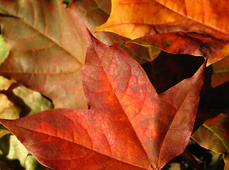 Image showing fall leaves