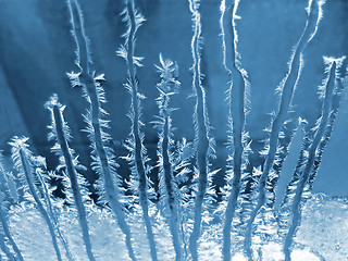 Image showing Frosty natural pattern