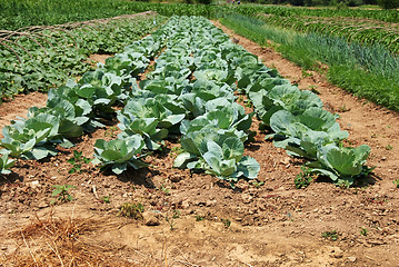 Image showing Cabbage field