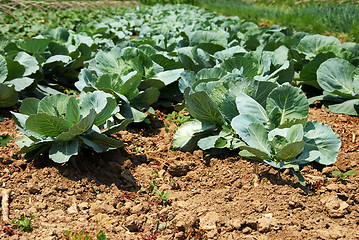 Image showing Cabbage field