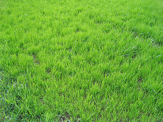 Image showing fresh green grass