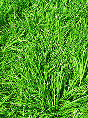 Image showing fresh green grass