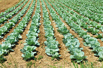 Image showing Cabbage field