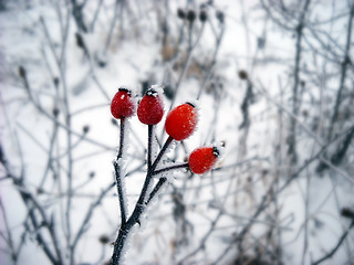 Image showing Ice crystals on