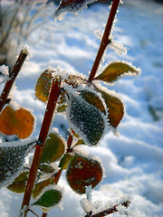 Image showing Winter plant