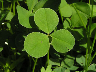 Image showing A three-leafed clover