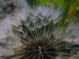 Image showing Dandelion seeds