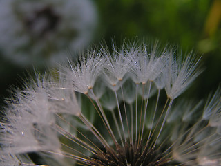 Image showing Dandelion Seeds