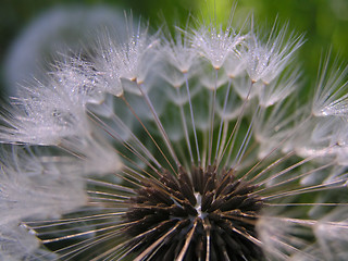 Image showing Dandelion Seeds