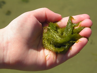 Image showing Hand holding seaweed