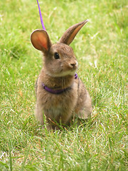 Image showing Rabbit on a leash